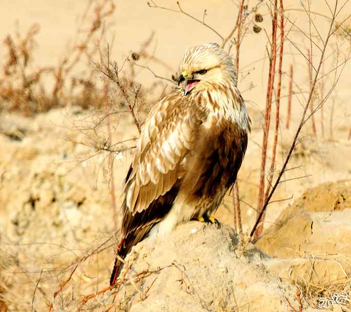官厅水库拍鸟——威猛的大鵟（kuang）
