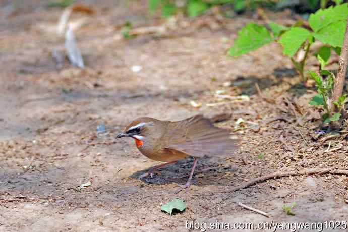 北京天坛公园的鸟类——雄性红喉歌鸲（1）