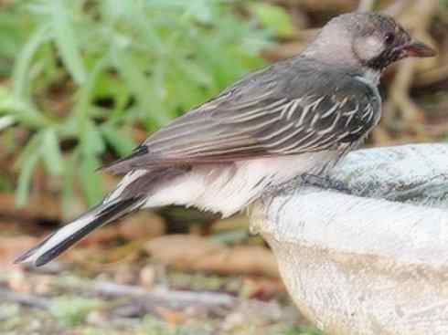 十大喜食蜂蜜动物:黑喉响蜜鴷 十大喜食蜂蜜动物:黑喉响蜜鴷