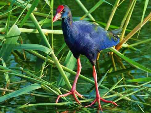 奇特的盔：紫水鸡