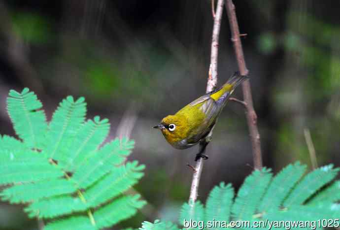 红胁绣眼鸟（3）