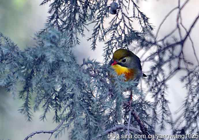 相思鸟 wbr2 相思鸟 wbr2