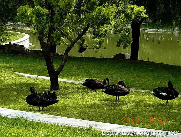 草坪上的黑天鹅