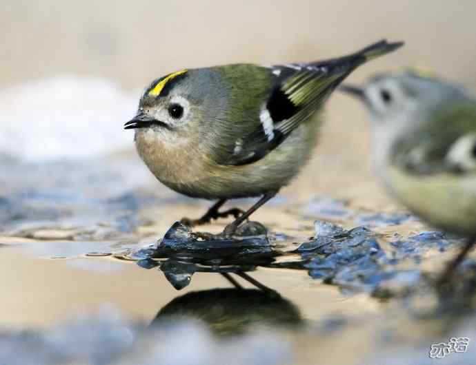 圆明园&nbsp;wbr路&nbsp;wbr戴菊