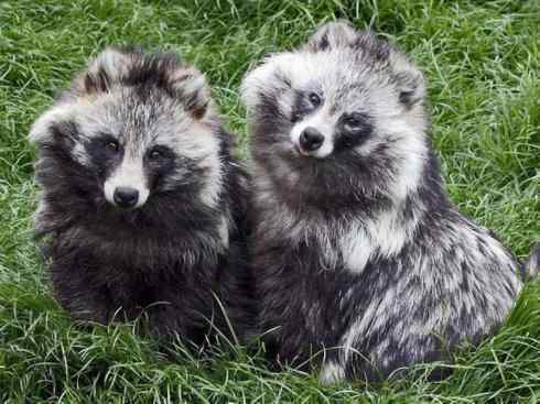 犬科：犬亚科犬属之貉