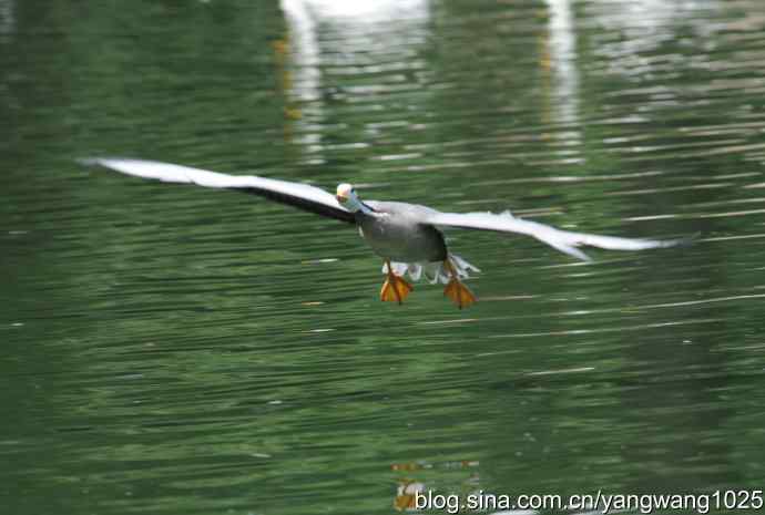 飞（斑头雁、野鸭）