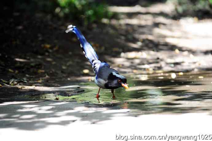 红嘴蓝鹊（3）