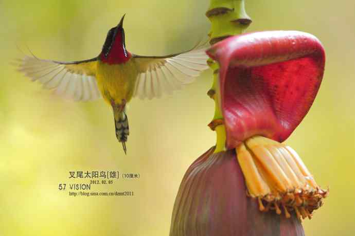 叉尾GG芭蕉花飞版庆元宵