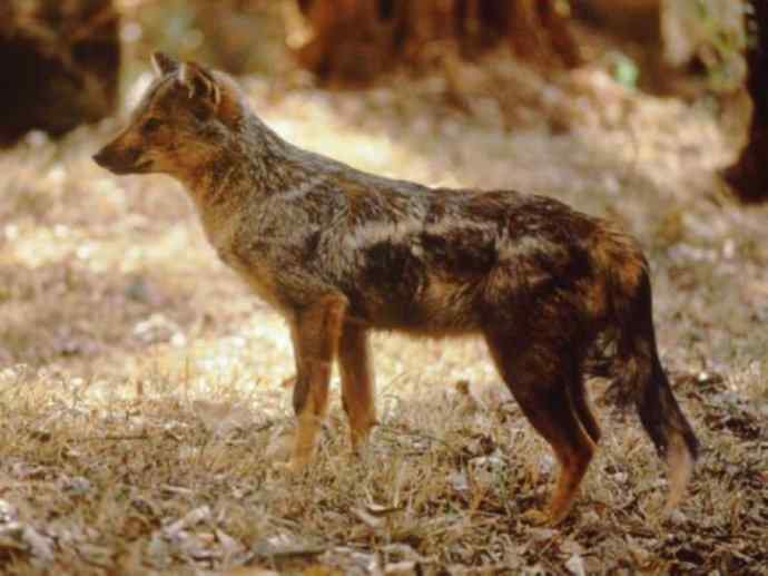 犬科:犬亚科犬属之西门豺、侧纹豺(胡狼类) 犬科:犬亚科犬属之西门豺、侧纹豺(胡狼类)