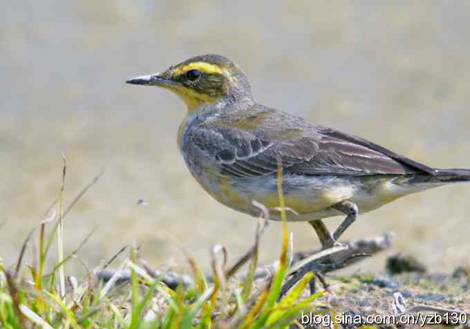 深港拍鸟新纪录（14）鈥斺敾汽n鸰（组图）