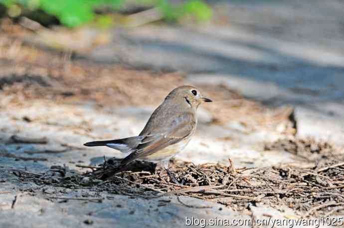 红喉姬鹟（15）