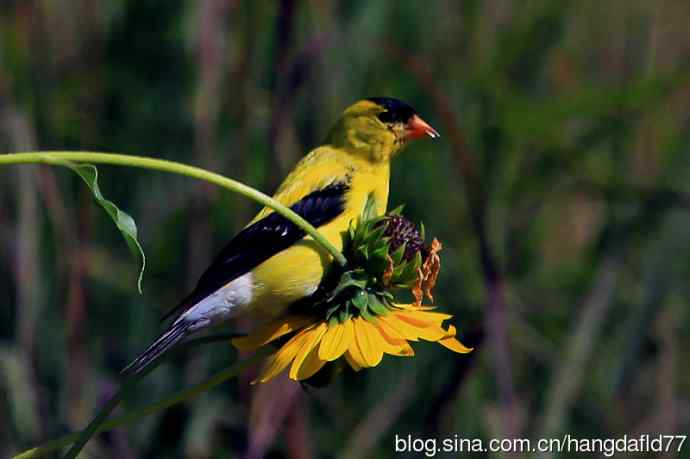 美洲金翅雀：雄鸟（2）