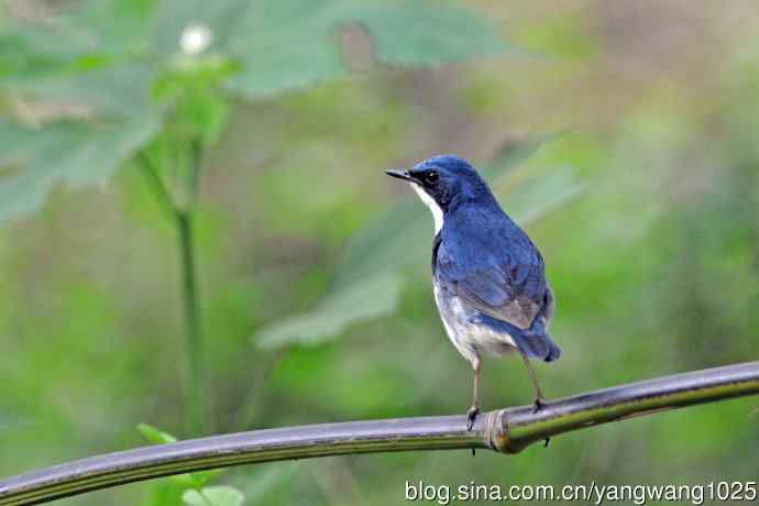 北京天坛公园的鸟类——雄性蓝歌鸲（17）