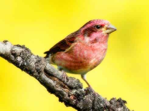 极品红色鸟类：酒红朱雀