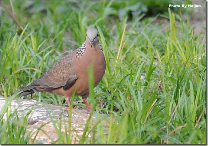  点击图片或使用键盘← →翻页