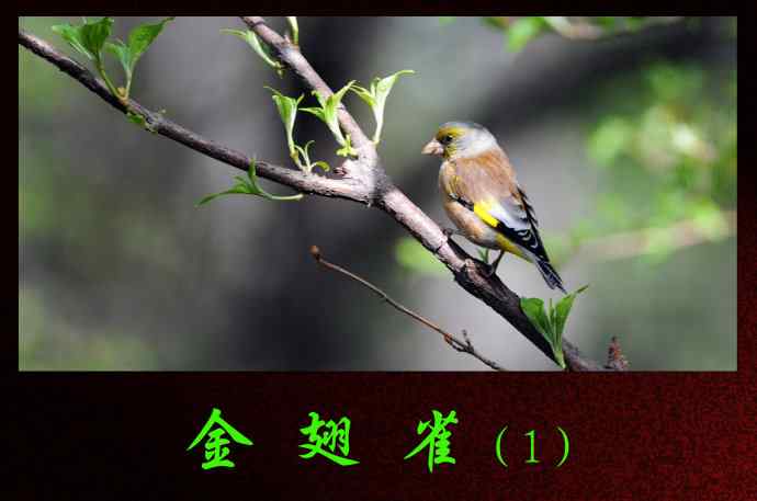 金翅雀（1）