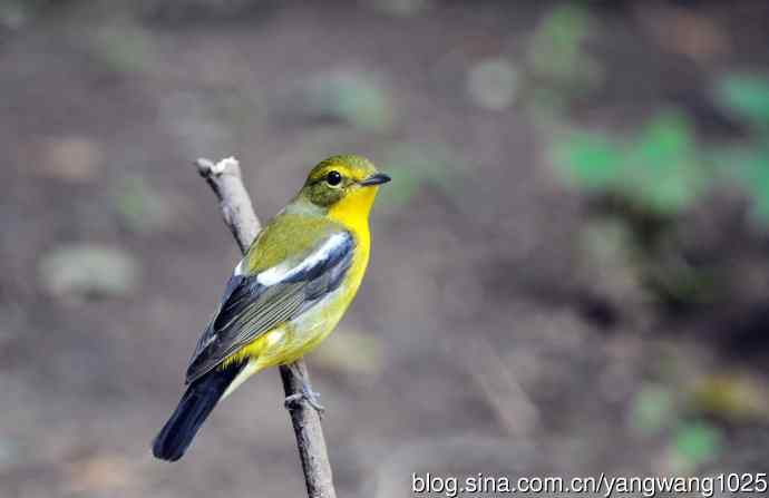 雄性绿背姬鶲（2）