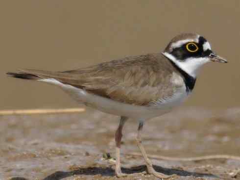 雀鸟也彪悍：与鳄共舞（埃及鸻）