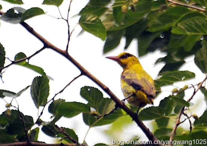 北京天坛公园的鸟类——黄鹂鸟（记录版）