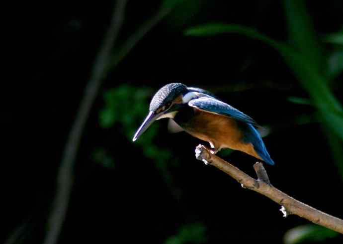 光影中的小小翠