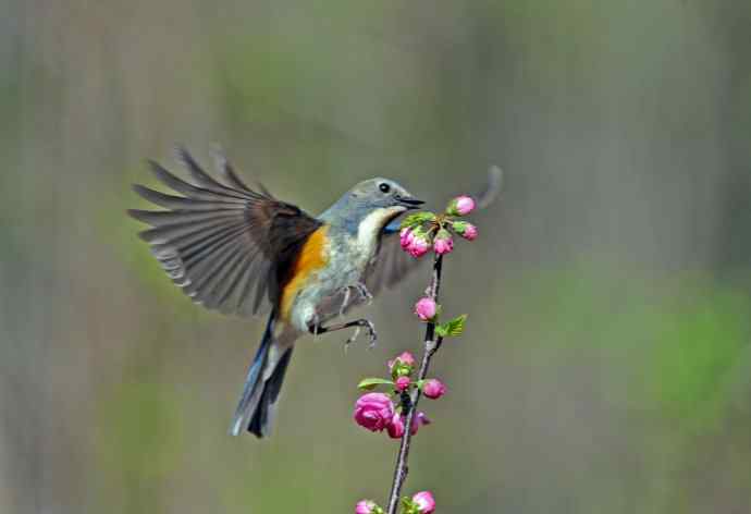 雄性红胁蓝尾鸲（10）