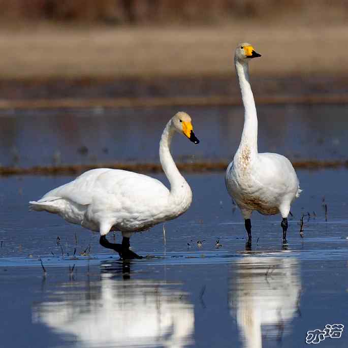 官厅水库拍鸟——大天鹅