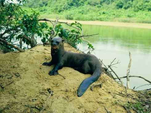 犬科:犬亚科犬属之郊狼、红狼 犬科:犬亚科犬属之郊狼、红狼