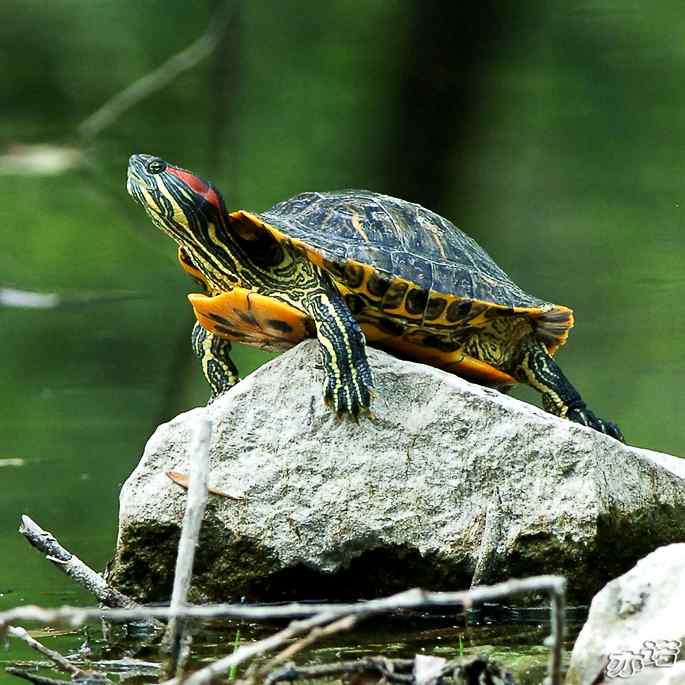 圆明园&nbsp;wbr路&nbsp;wbr入侵物种巴西红耳龟