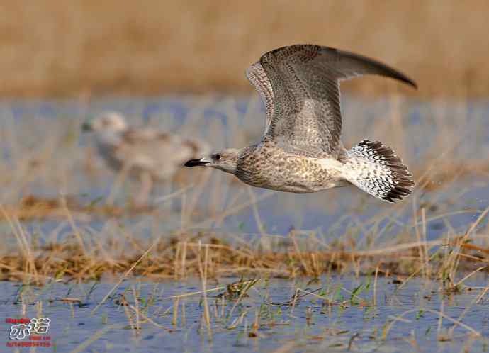 官厅水库&nbsp;wbr路&nbsp;wbr蒙古银鸥