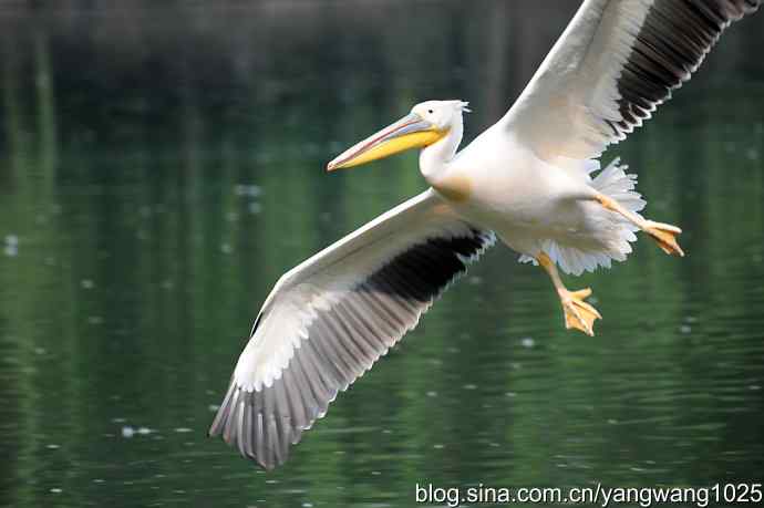 北京动物园的鸟类——飞（鹈鹕）5