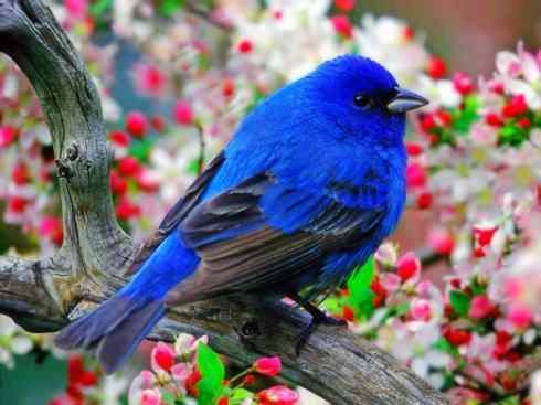 美丽无罪：雀鸟之彩鹀