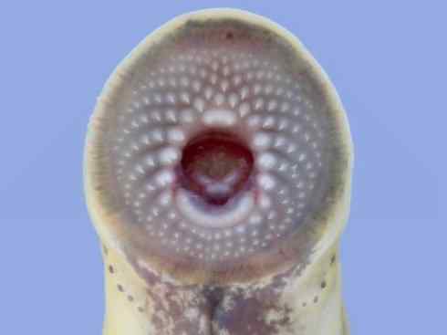 鱼类活化石：七鳃鳗