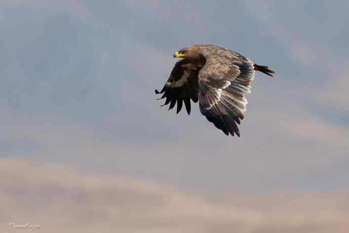 草原追梦. 邂逅迎宾草原雕
