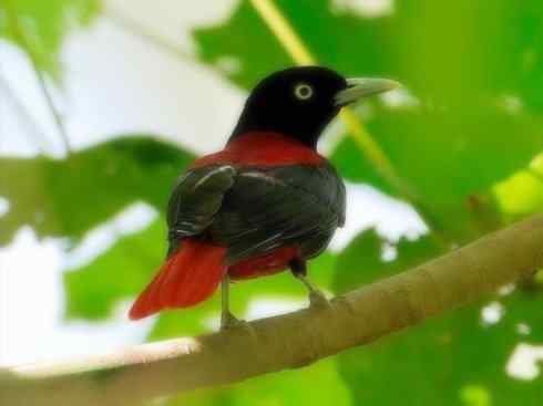 美丽无罪：雀鸟之朱鹂