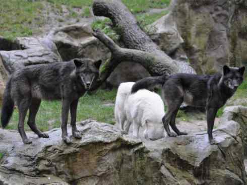 犬科:犬亚科犬属之郊狼、红狼 犬科:犬亚科犬属之郊狼、红狼