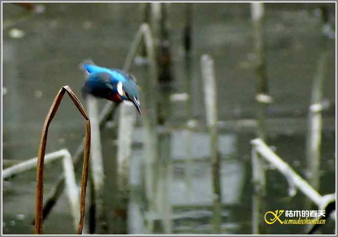 拍鸟偶遇【照片】