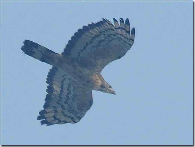 望京楼主峰雾蒙蒙续拍猛禽