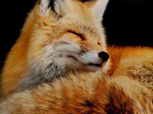 狈：传说的兽原型探秘（狐）