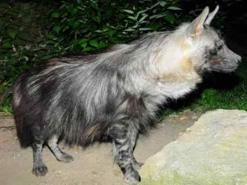 狈：传说的兽原型探秘（鬣狗）