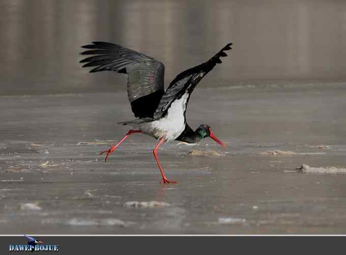 黑鹳和鱼狗 黑鹳和鱼狗