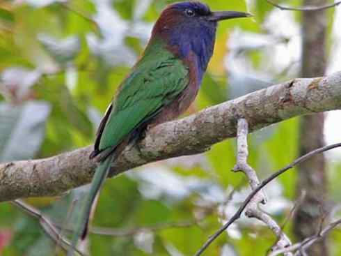 绝色攀禽:佛法僧目之蜂虎 绝色攀禽:佛法僧目之蜂虎