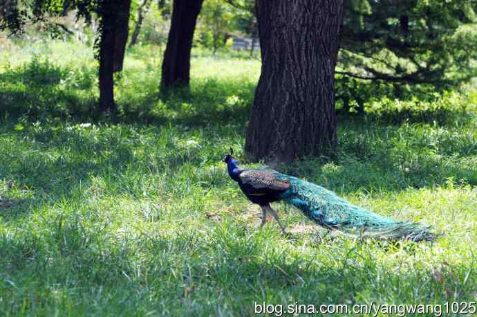 麋鹿苑的蓝孔雀 麋鹿苑的蓝孔雀