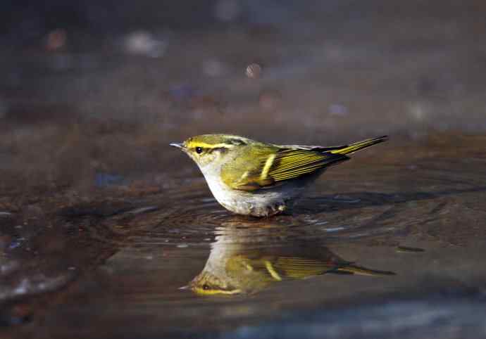 北京天坛公园的鸟类——酣畅淋漓腊月澡（柳莺）