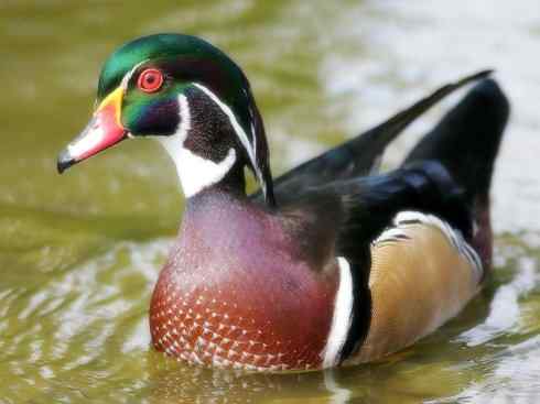 雁鸭之最之二 雁鸭之最之二