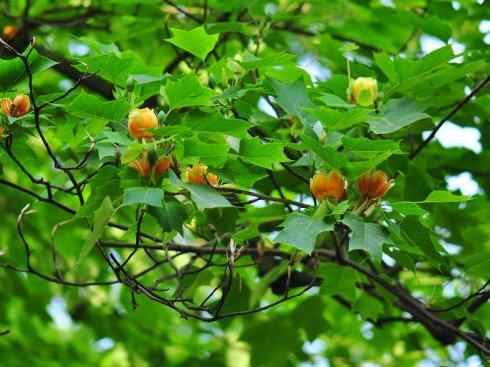 鱼类活化石：非洲肺鱼