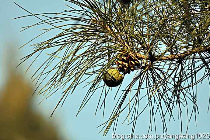 吃松子的小鸟 吃松子的小鸟