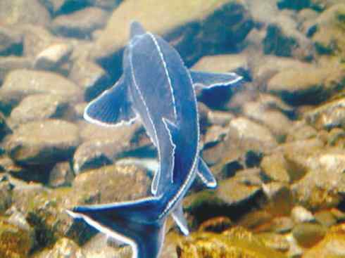 鱼类活化石：中华鲟