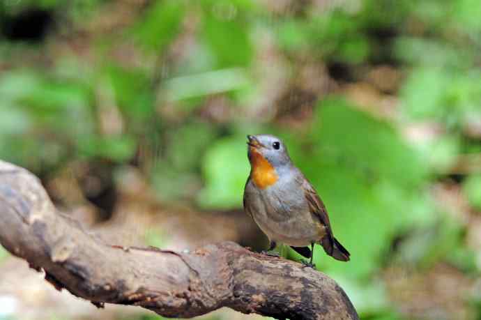 雄性红喉姬鹟（3）
