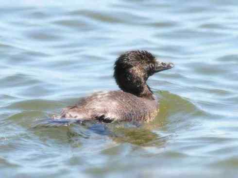 猎奇：十大奇异的雁鸭之四（树鸭、麝鸭）
