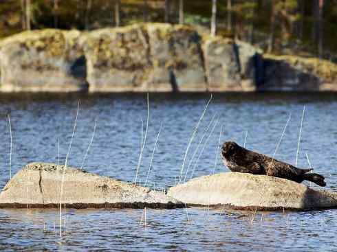 自然奇观：动物大迁徙(鳍足类)
